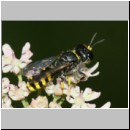 Ectemnius lapidarius - Grabwespe w09b 10mm - OS-Hellern Waldwiese det.jpg